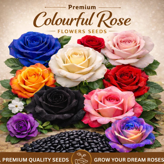 Elegant Climbing Premium Quality Rose Flower Seeds - 50% Off